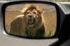 Лъв застраши автомобили в Охайо