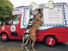На кучетата в Лондон развозват сладолед